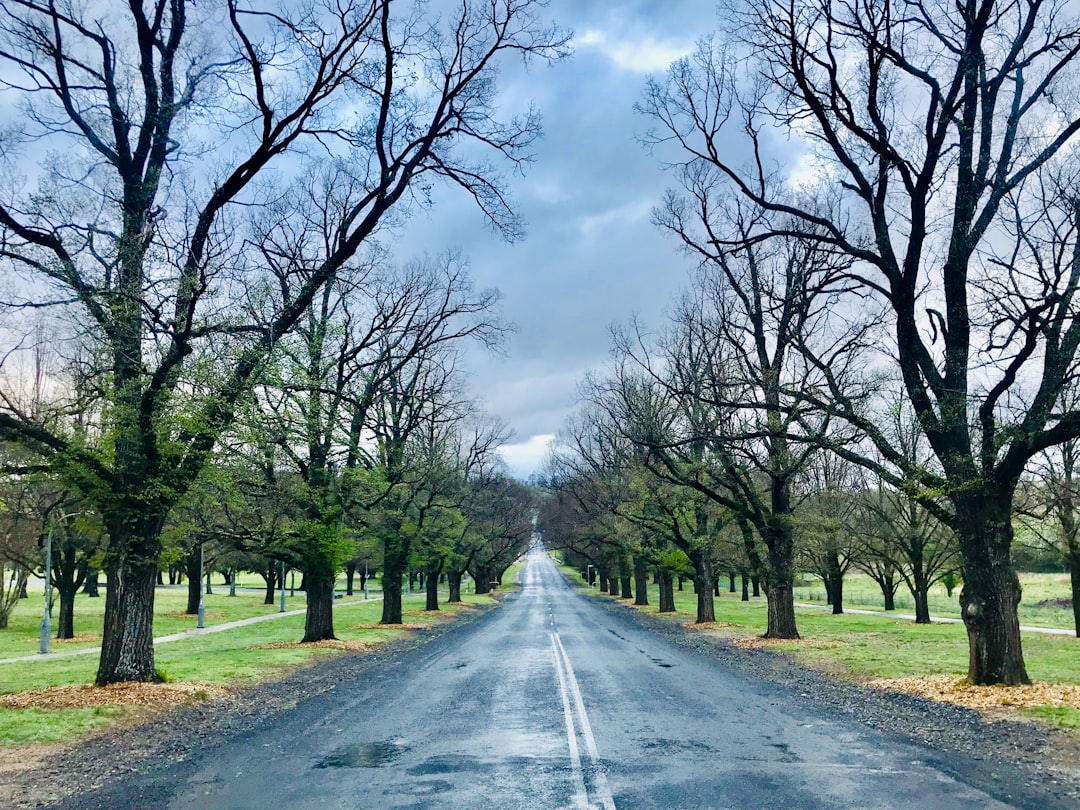 Tree-lined road stretching toward the horizon under a cloudy sky